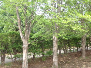 ナツツバキ　全体